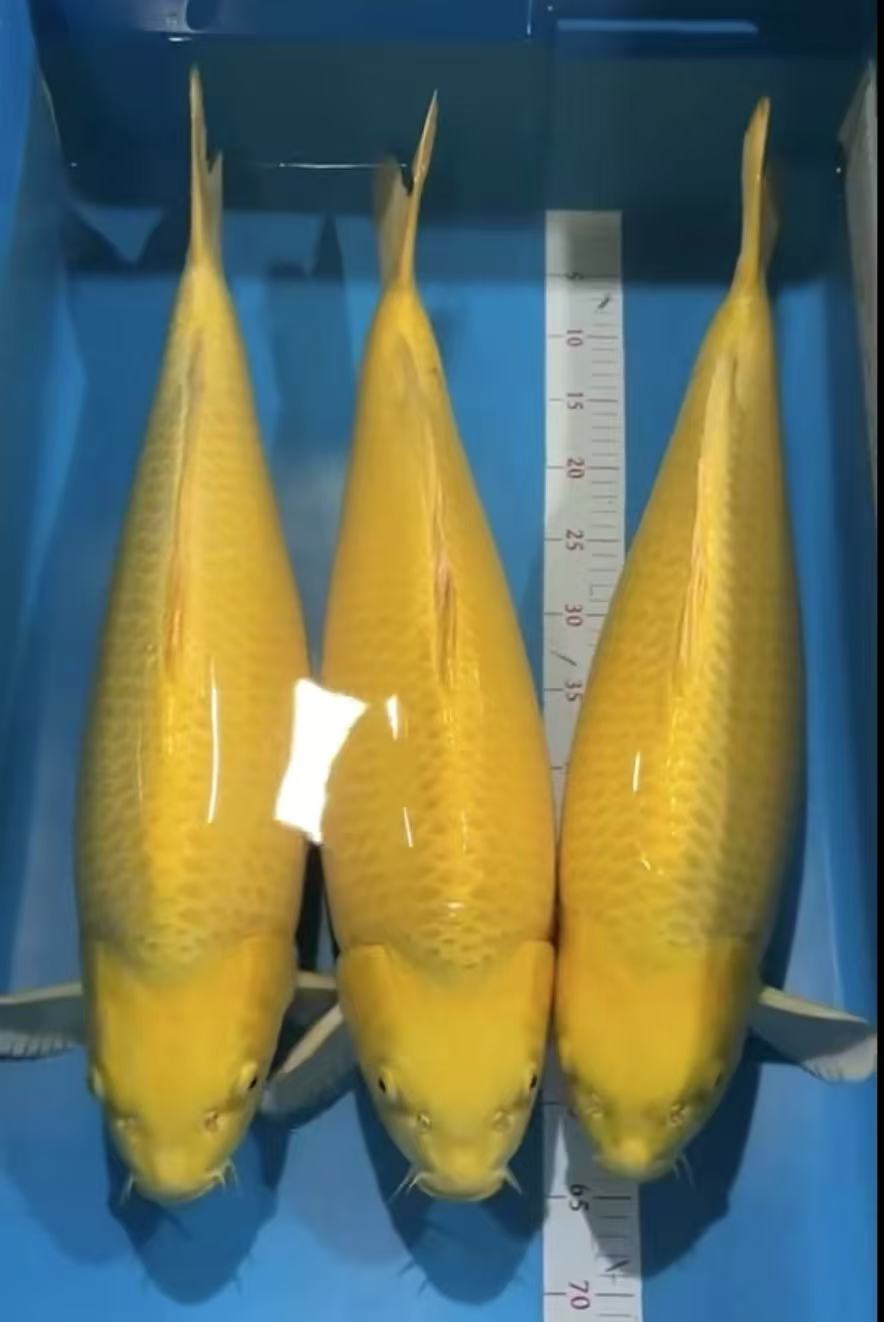 15-45公分黄金白金黑金锦鲤观赏鱼包邮包活