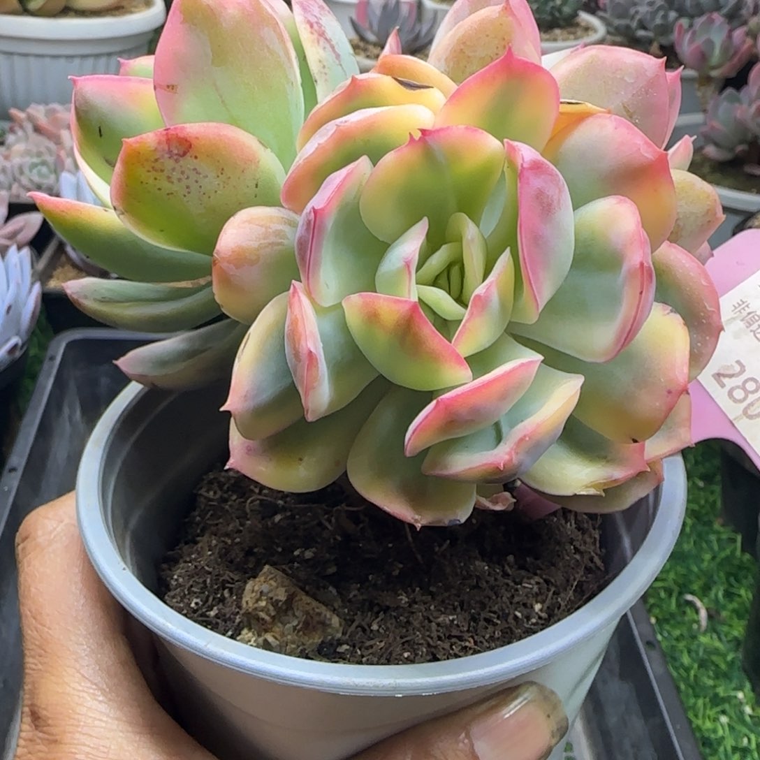 锦安精品多肉植物280