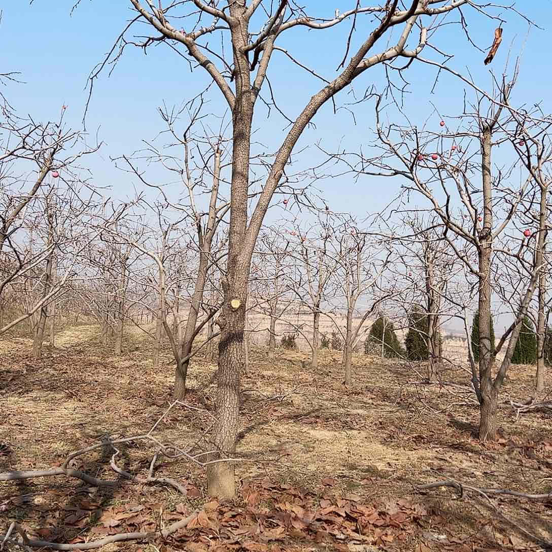 无花朵柿子树柿子树