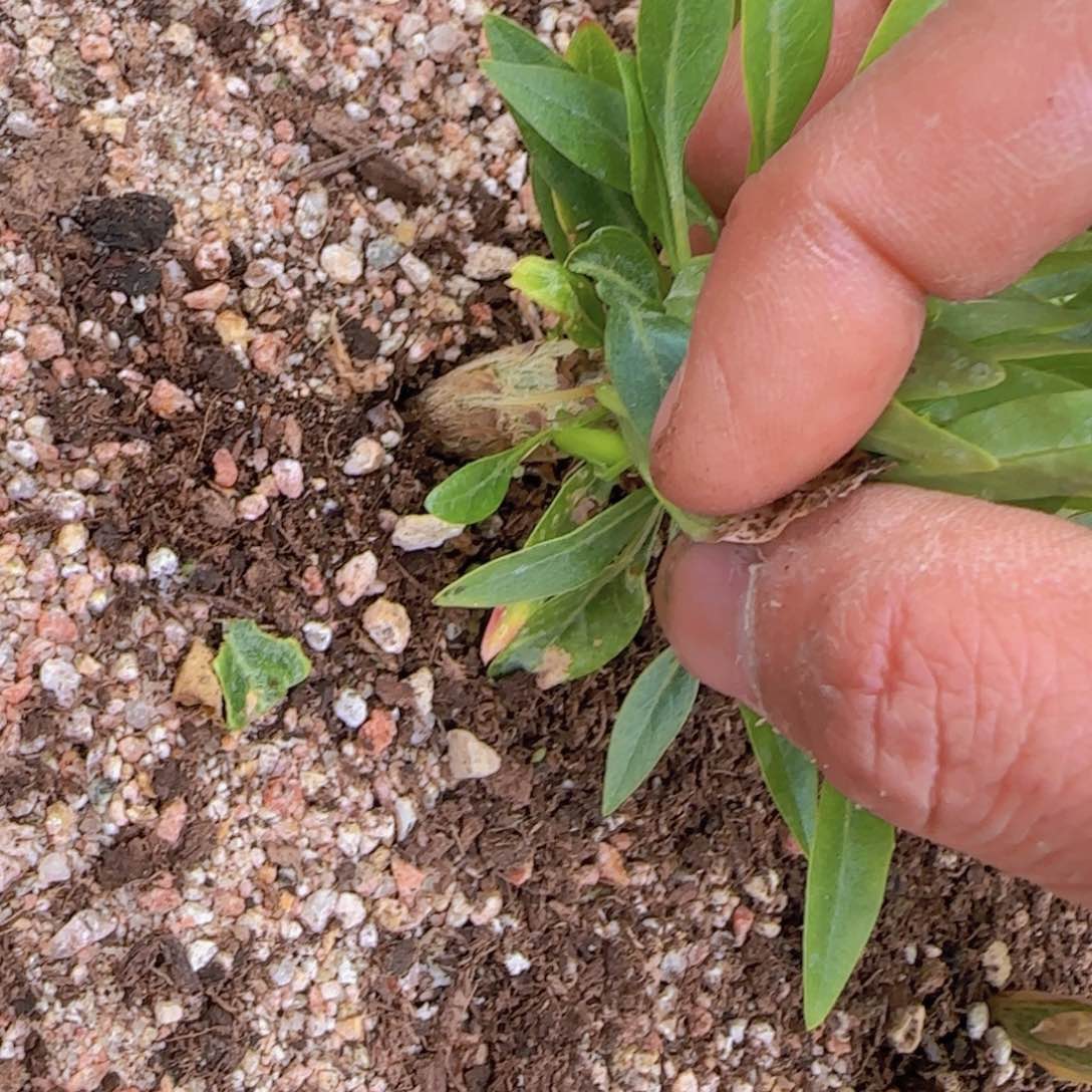 农*块根植物块根植物
