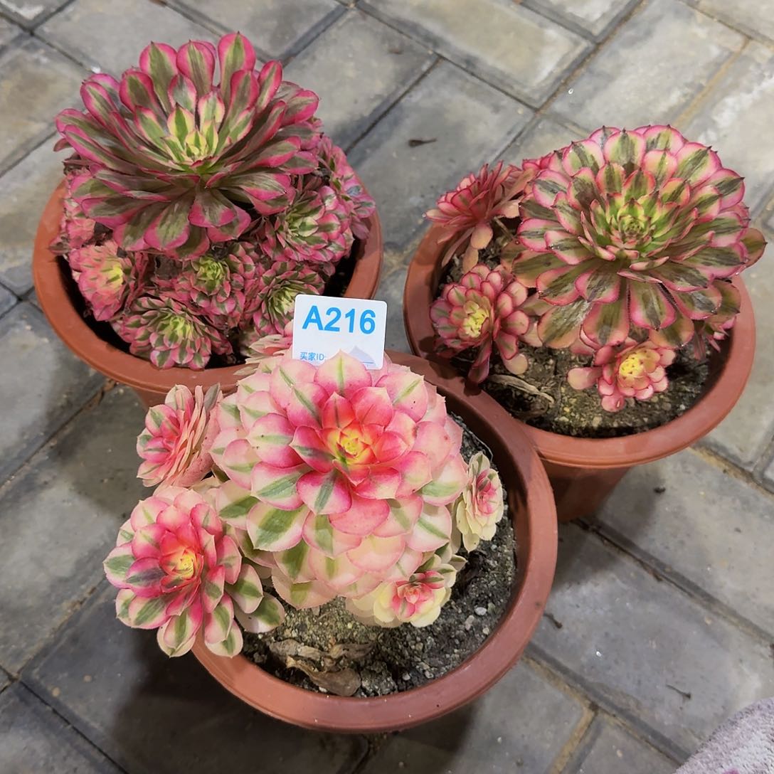 凌***乱216套餐3颗4444冠服15.6左右小颗的