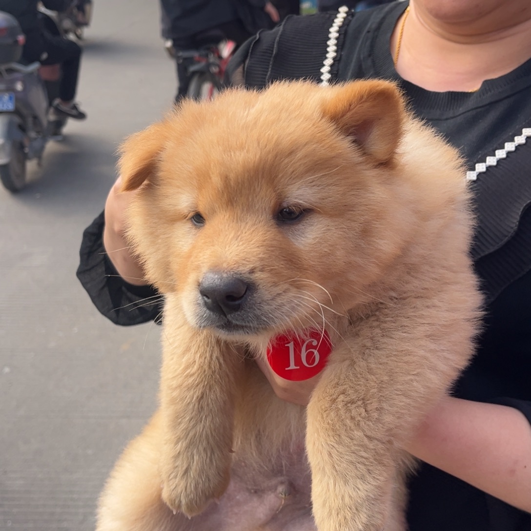 南***空中华田园犬小黄公