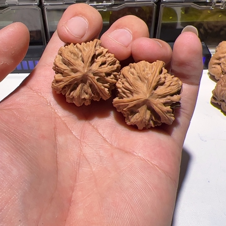 三棱均被我打过我会好好