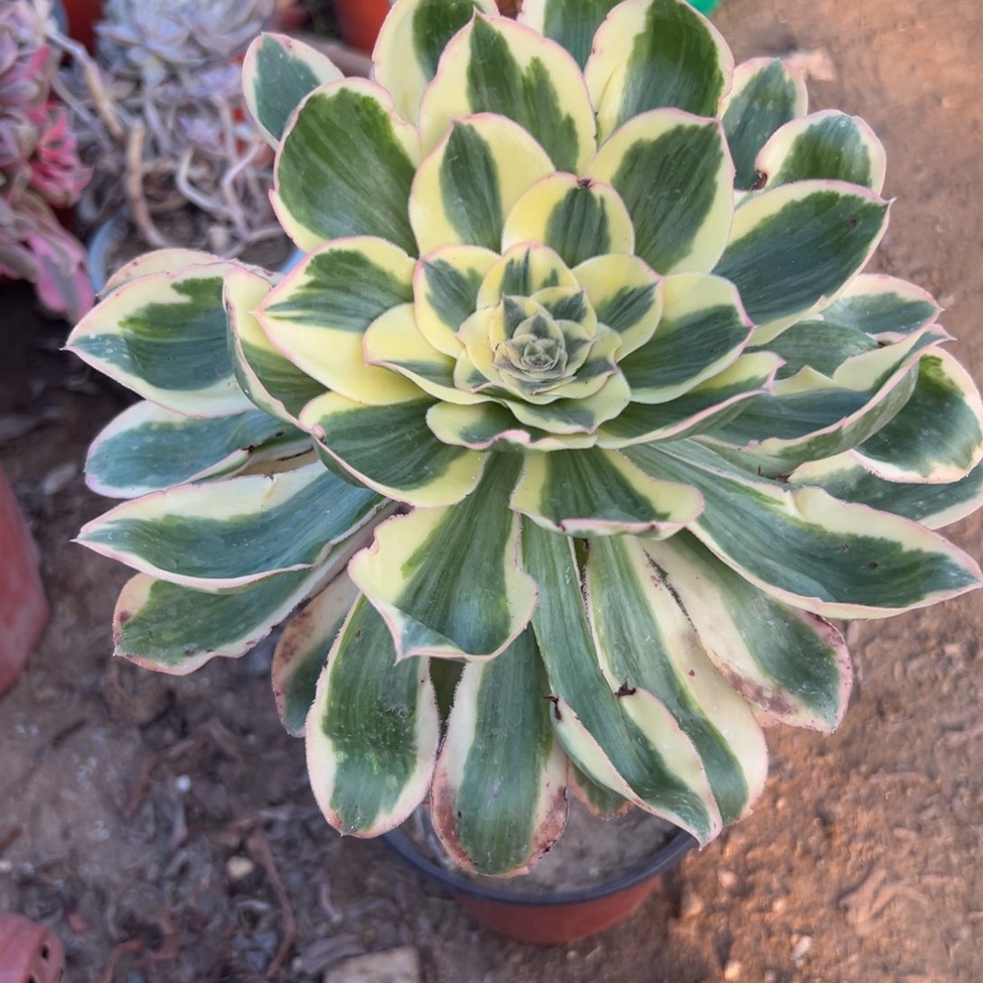 多肉植物多肉植物