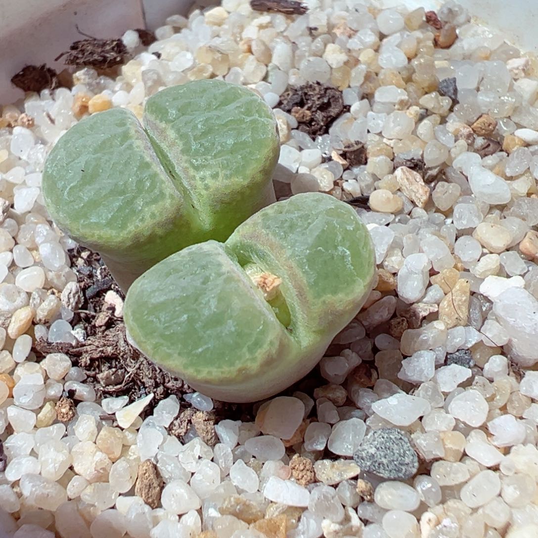 1212-677多肉多肉1799