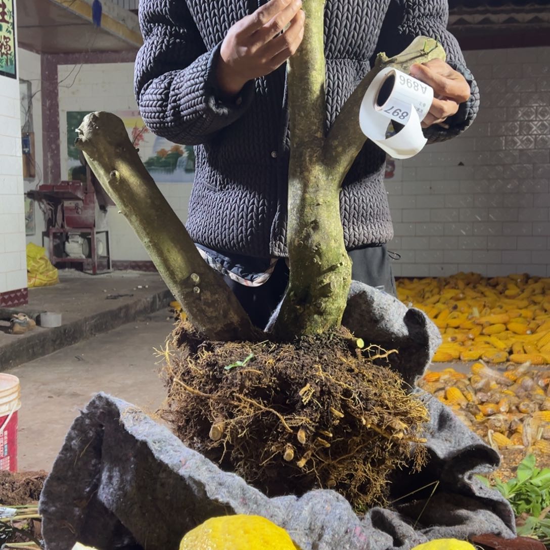 宝***光当前无花朵，栽培后可花朵895号老桩