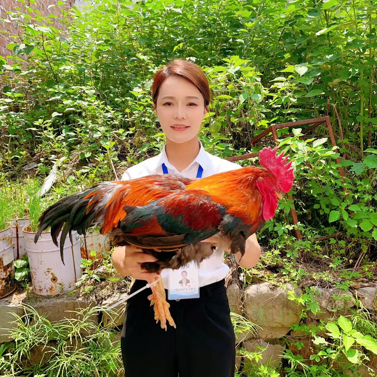 【助农现场】农家全粮散养老公鸡 人工现杀 顺丰包邮 包冰率不含冰