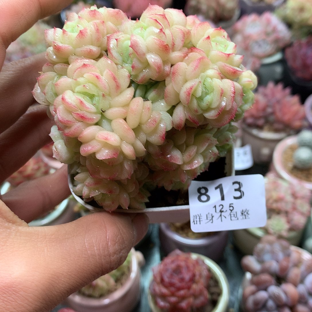 精控拇指盆12.5813