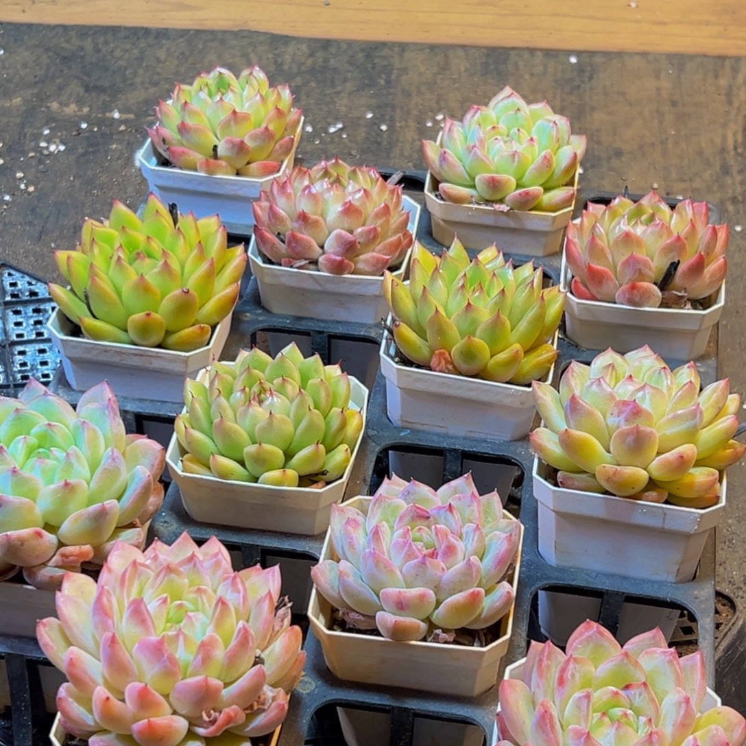 557多肉葡萄的味道是真的