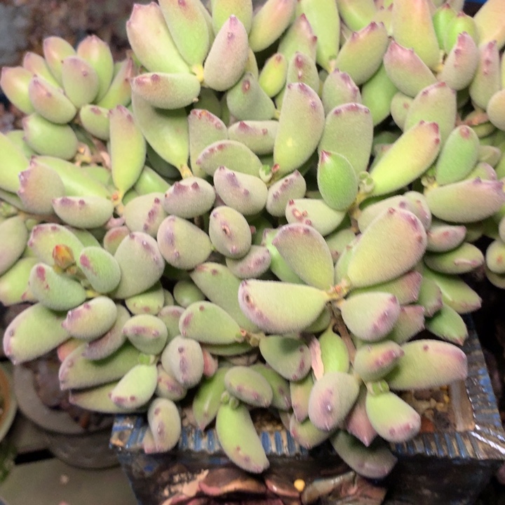 猫爪大群一物一拍