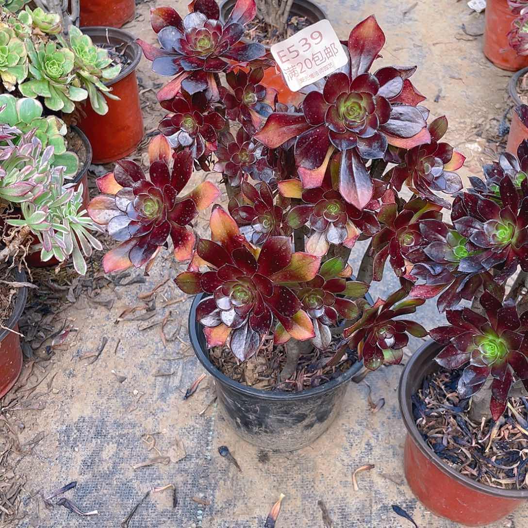 _****佳539黑法师多肉法师