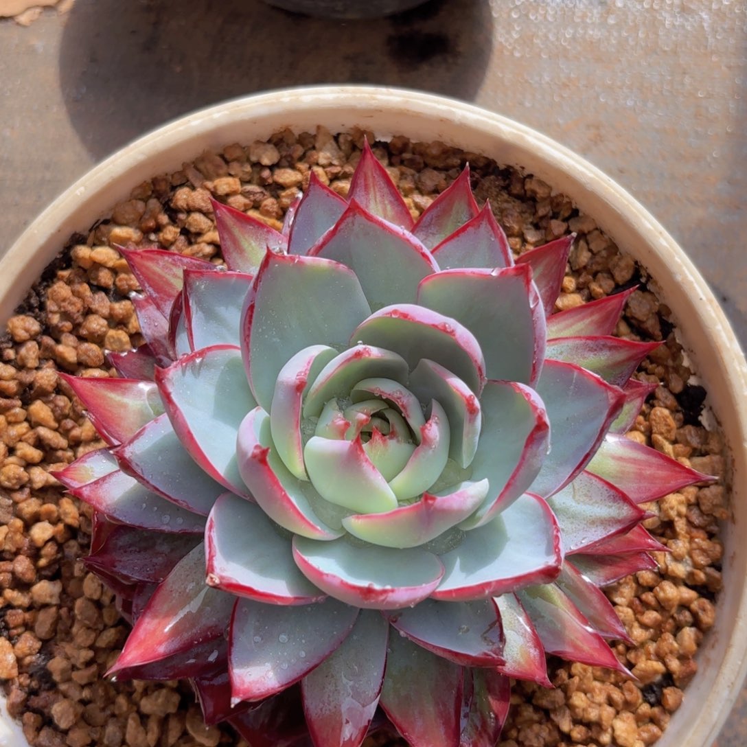 一物一拍，惊鸿仙子