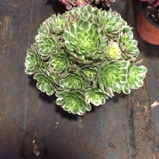 海***燕无花朵海王法师多肉植物412号