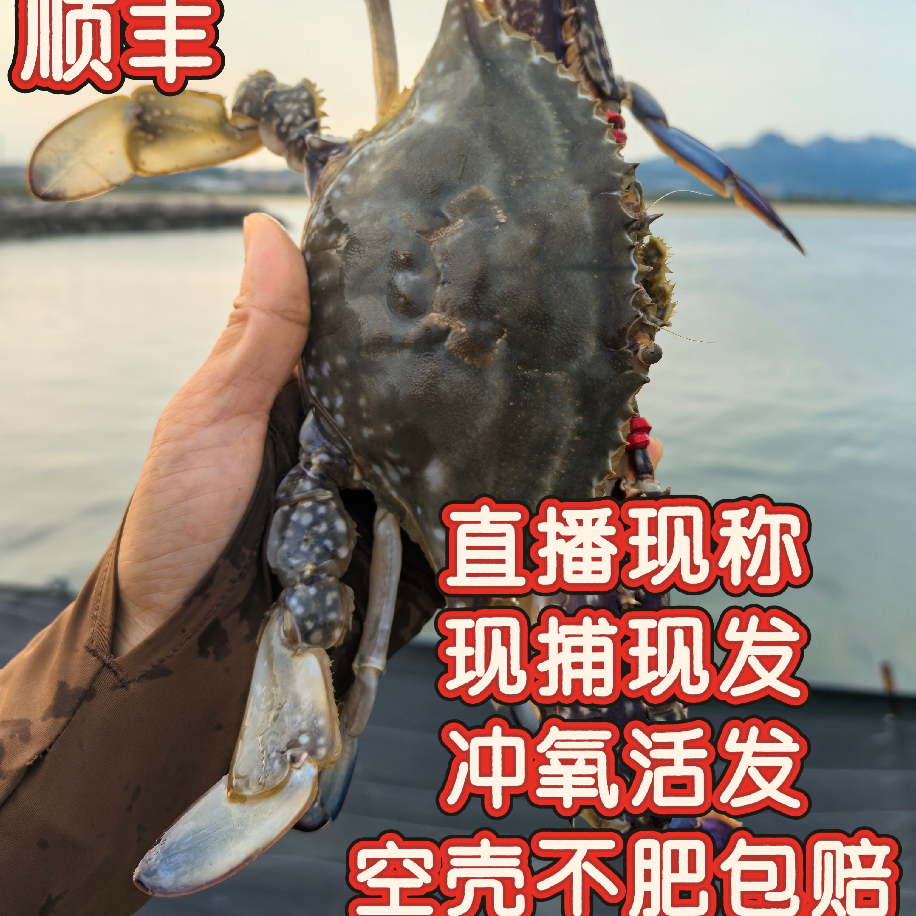 （2直播现称）烟台梭子蟹母蟹公蟹充氧鲜活【保鲜不保活】只数斤两数