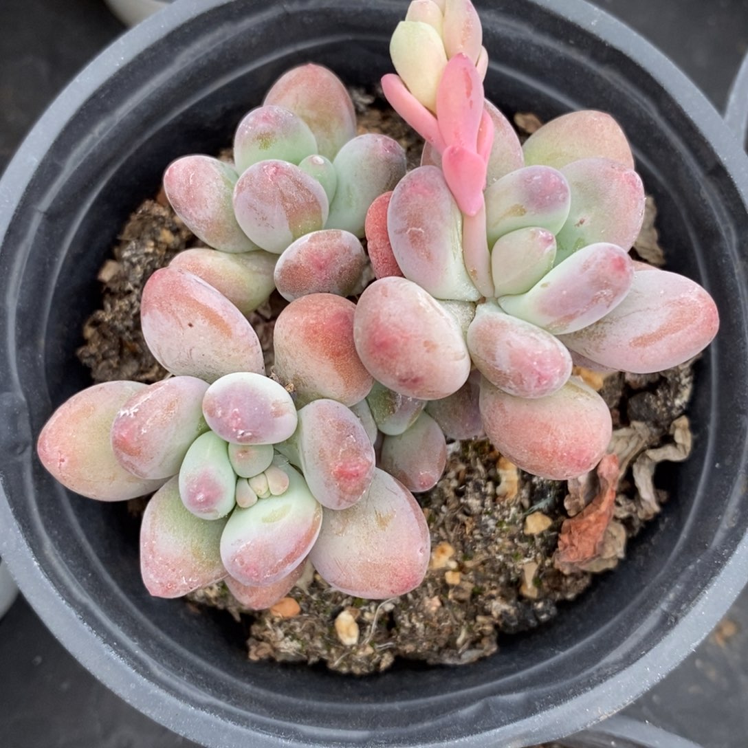 自助下单一物一拍多肉植物_可寄养