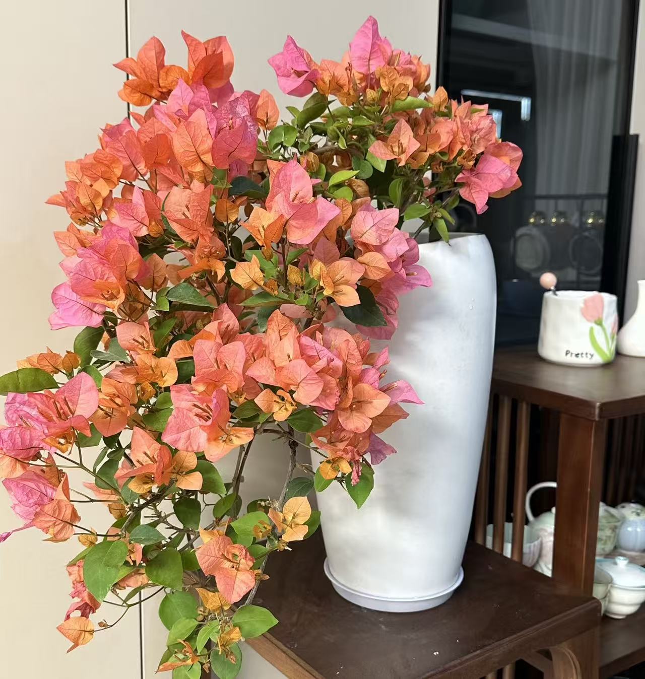 （波伊斯玫瑰）三角梅四季勤花可爬藤链接