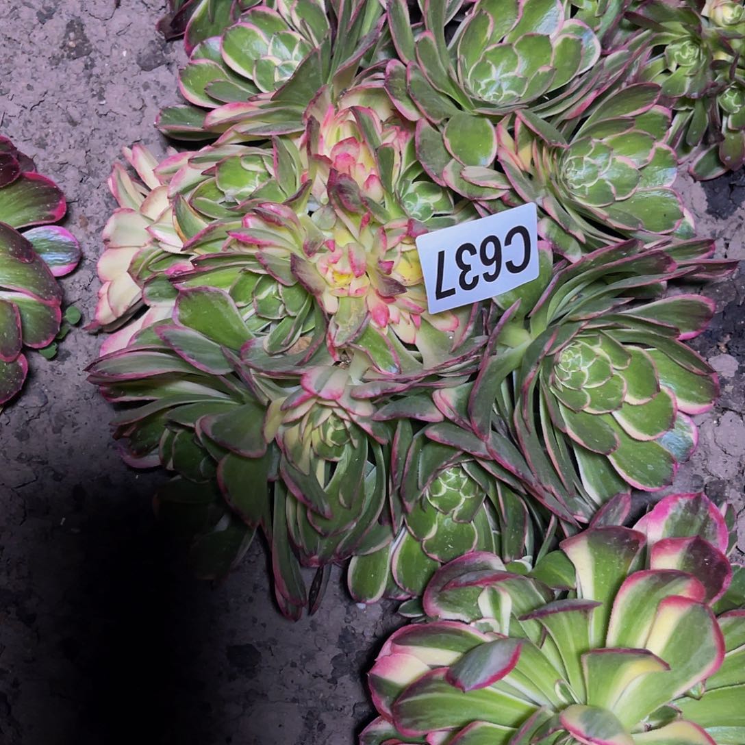 万紫法师16//40包邮