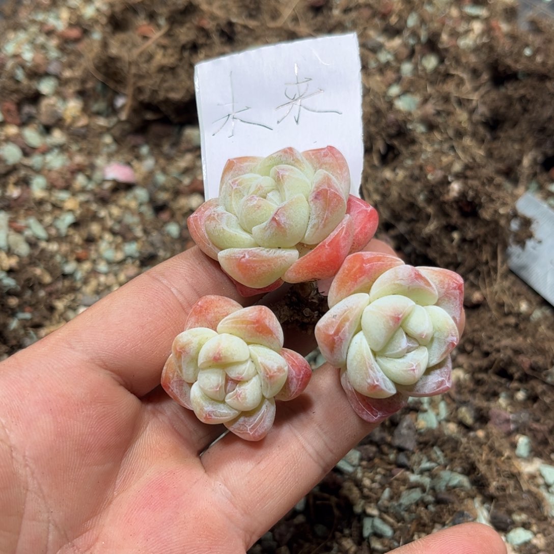 未来专拍冰玉3头老桩