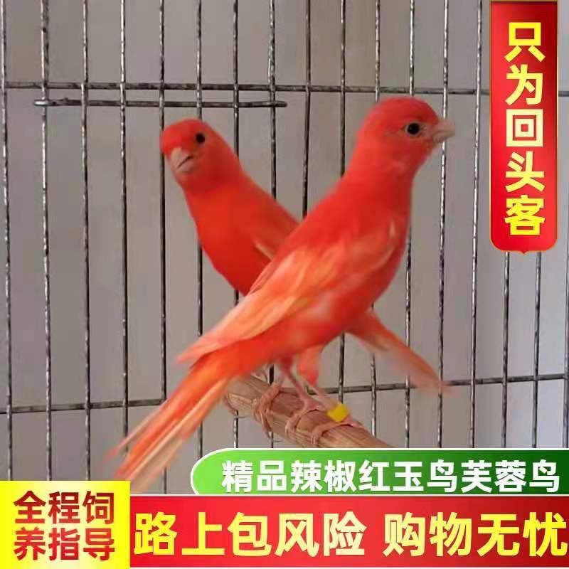 活体玉鸟芙蓉鸟辣椒红桂皮绿桂皮马赛克翻毛山东黄鸟鸣唱鸟