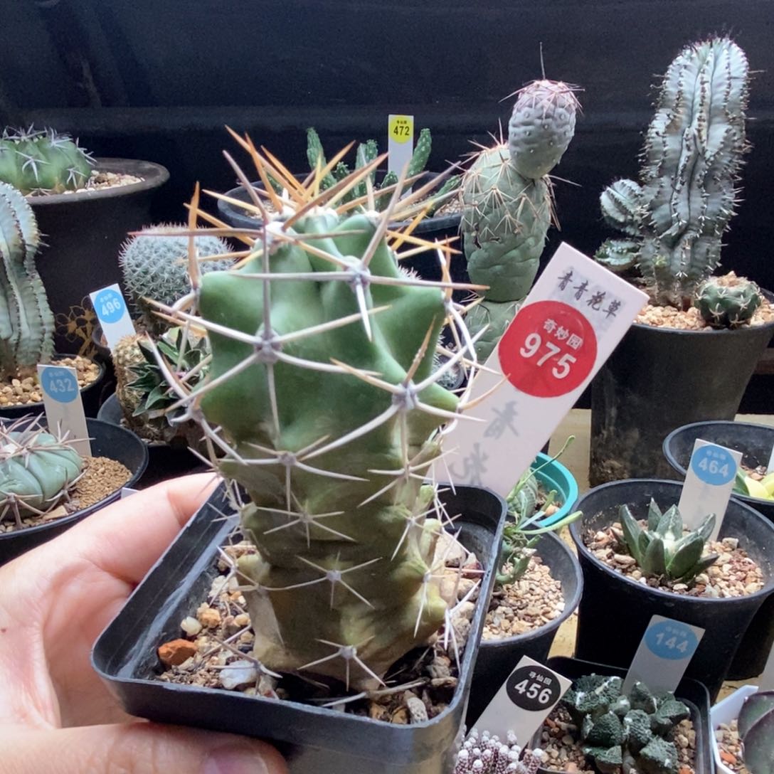 实生篝火虾一棵仙人球