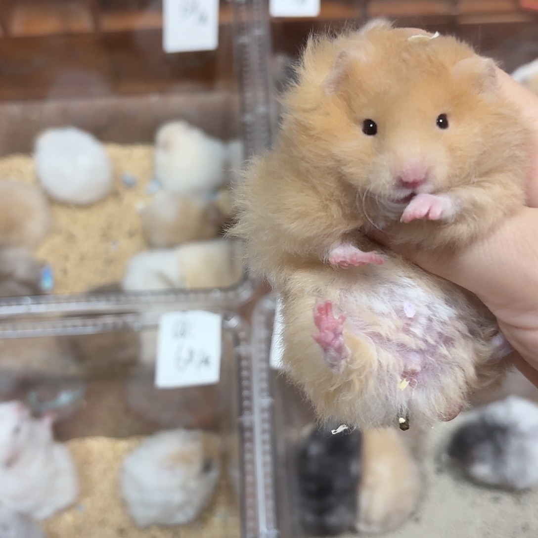 陈****卷毛金丝熊弟弟28天