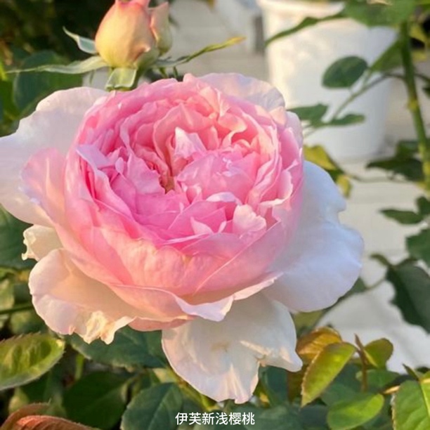 【伊芙新浅樱桃.无花苞】粉色大花浓香勤花扦插盆栽月季！