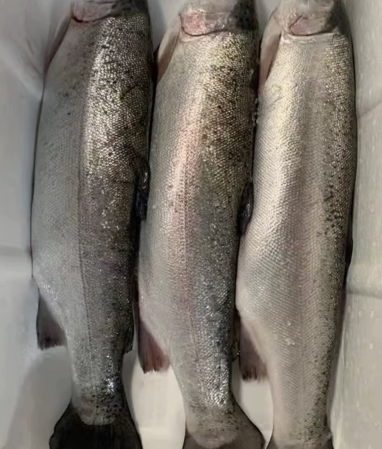 青岛发货 国产三文鱼 