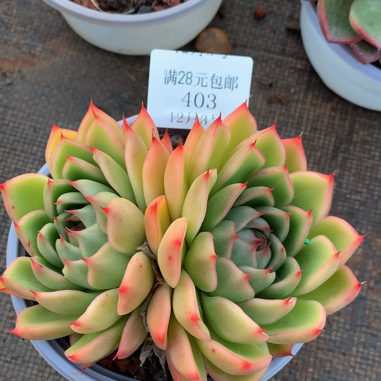 【闪购商品】云403号