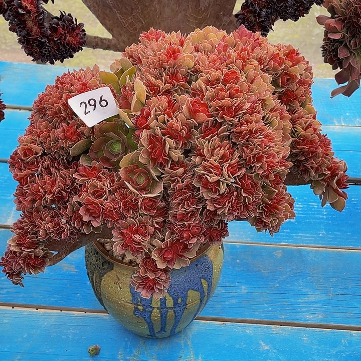 296号柠檬玫瑰法师