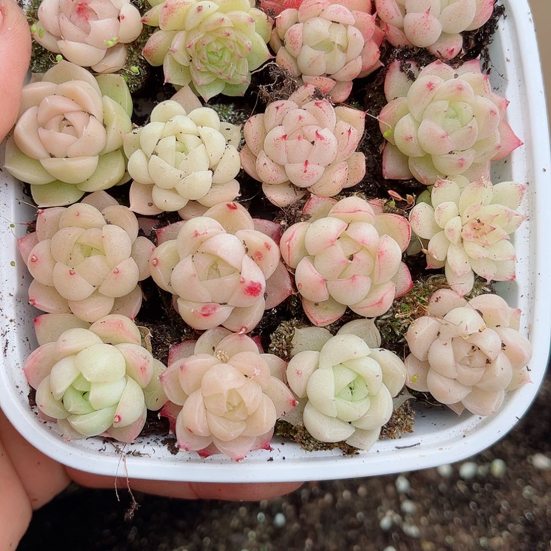 1-767 新疆西藏内蒙12.8包邮