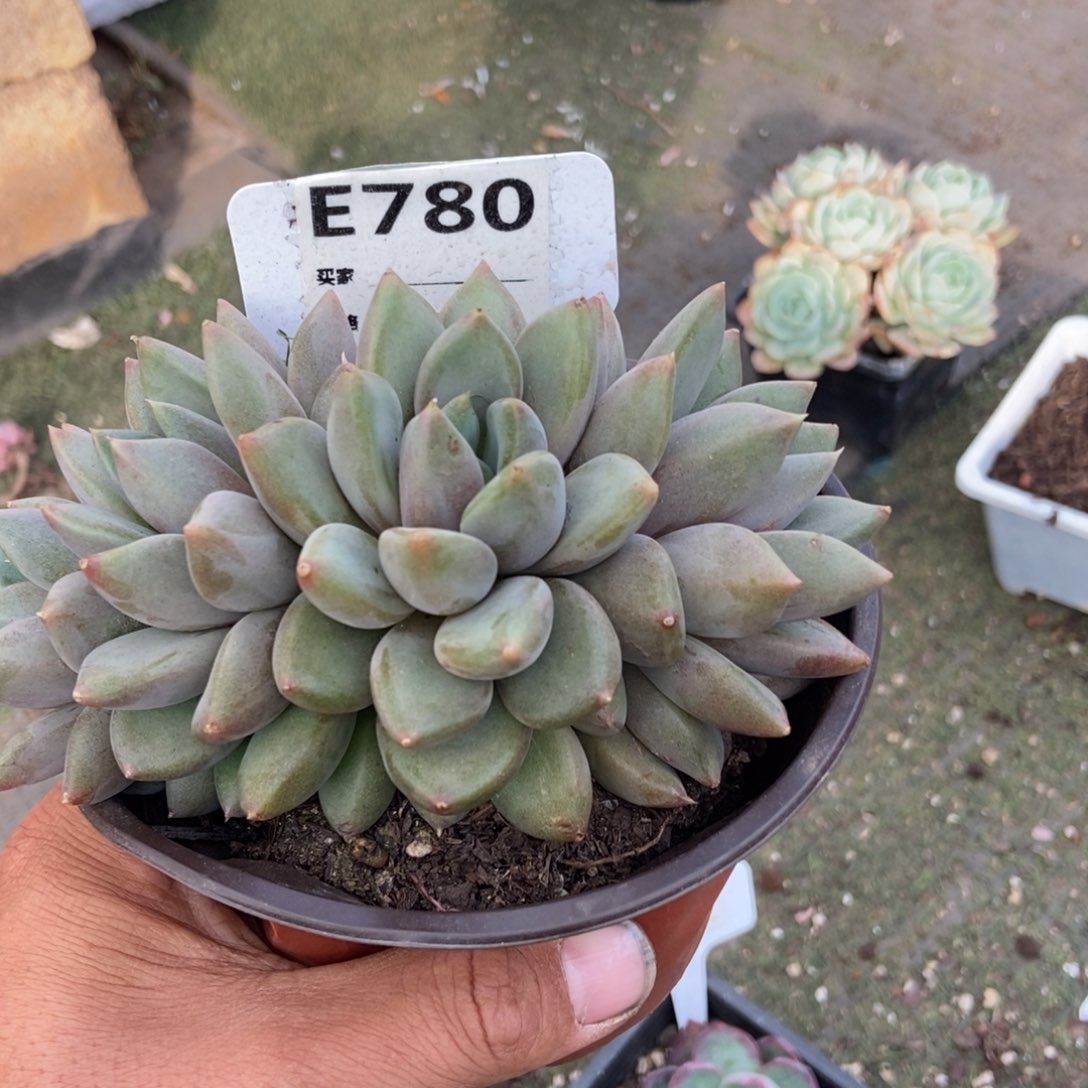 红象牙朵朵缀多肉植物780