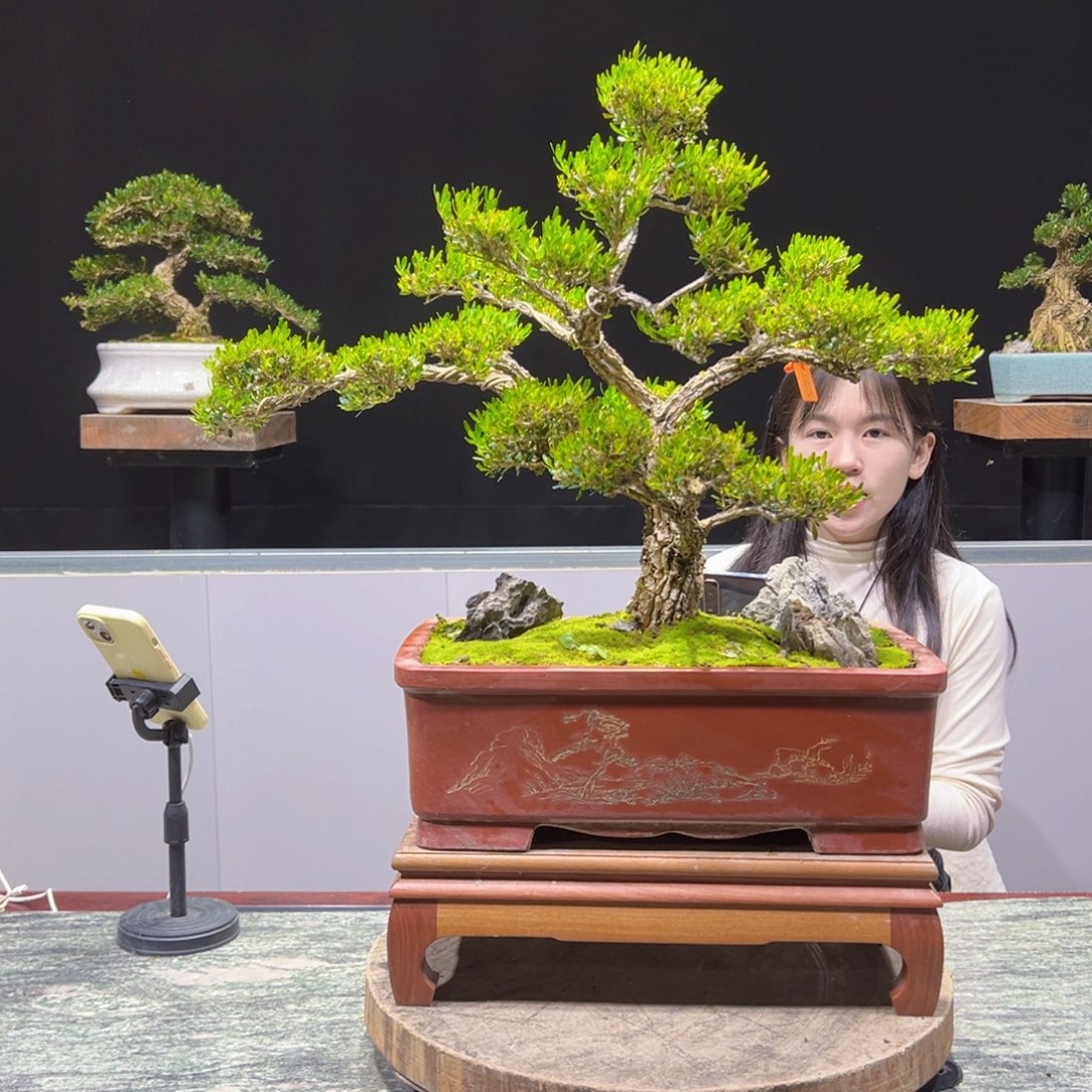 四季常青老桩黄杨盆景