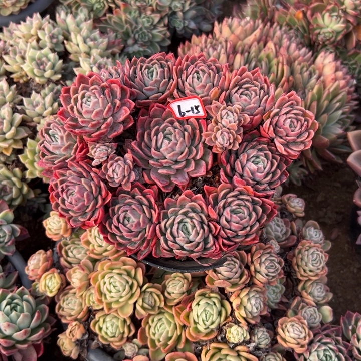 精品多肉植老桩暗纹杂交