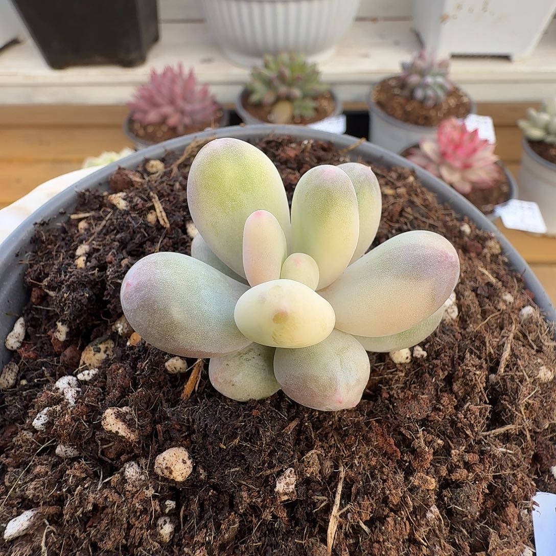 奶酪锦11111214-11