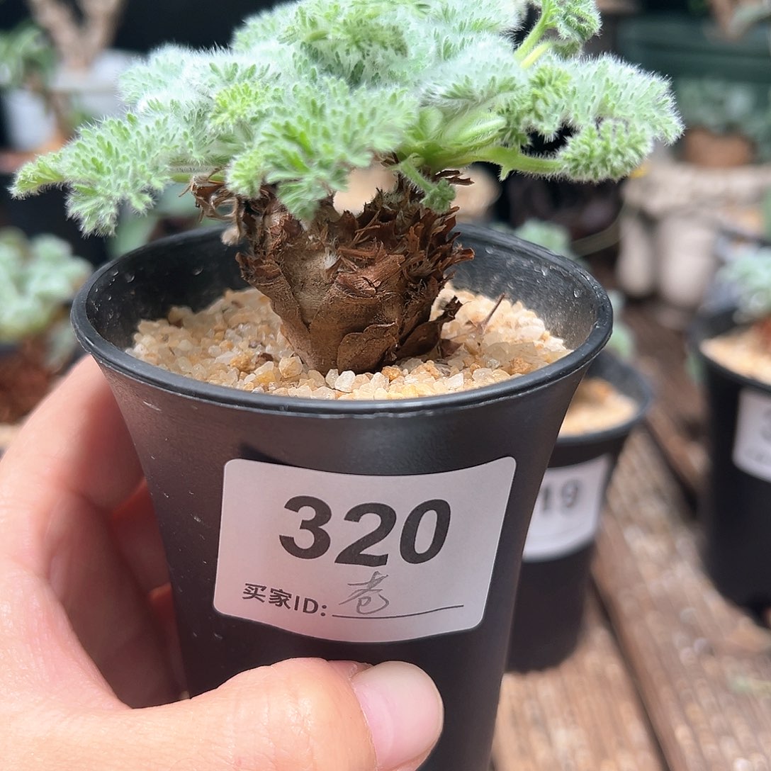 屎***蝇羽叶洋葵带盆包邮