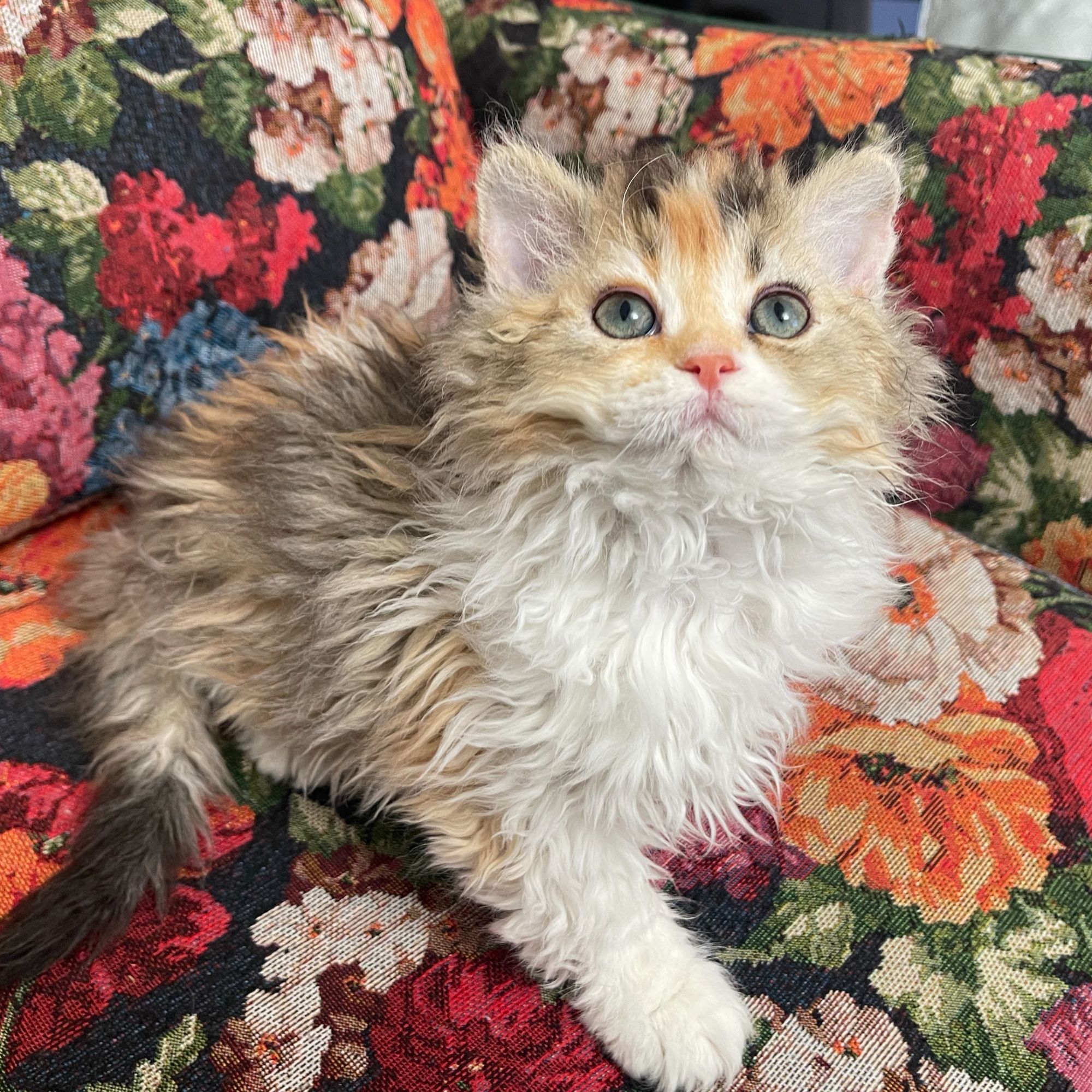 （王大白家塞凯）小猫咪活体