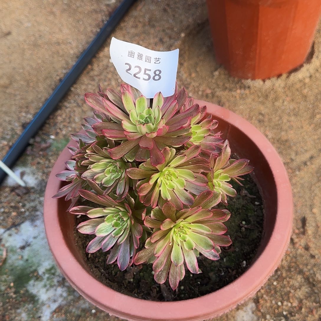 多肉植物凌波仙子2258