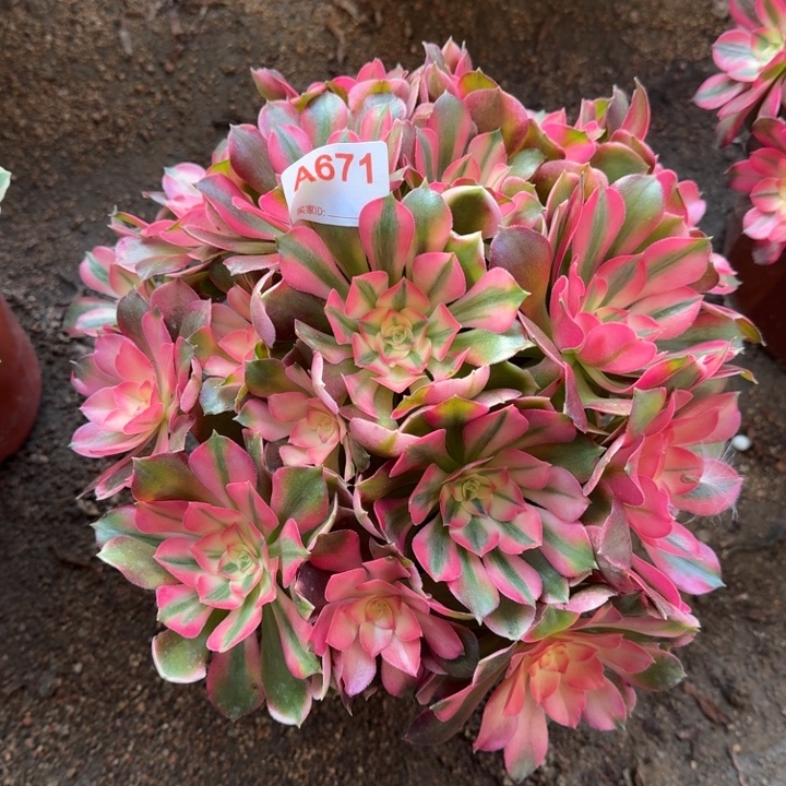 香妃671多肉植物冠服27