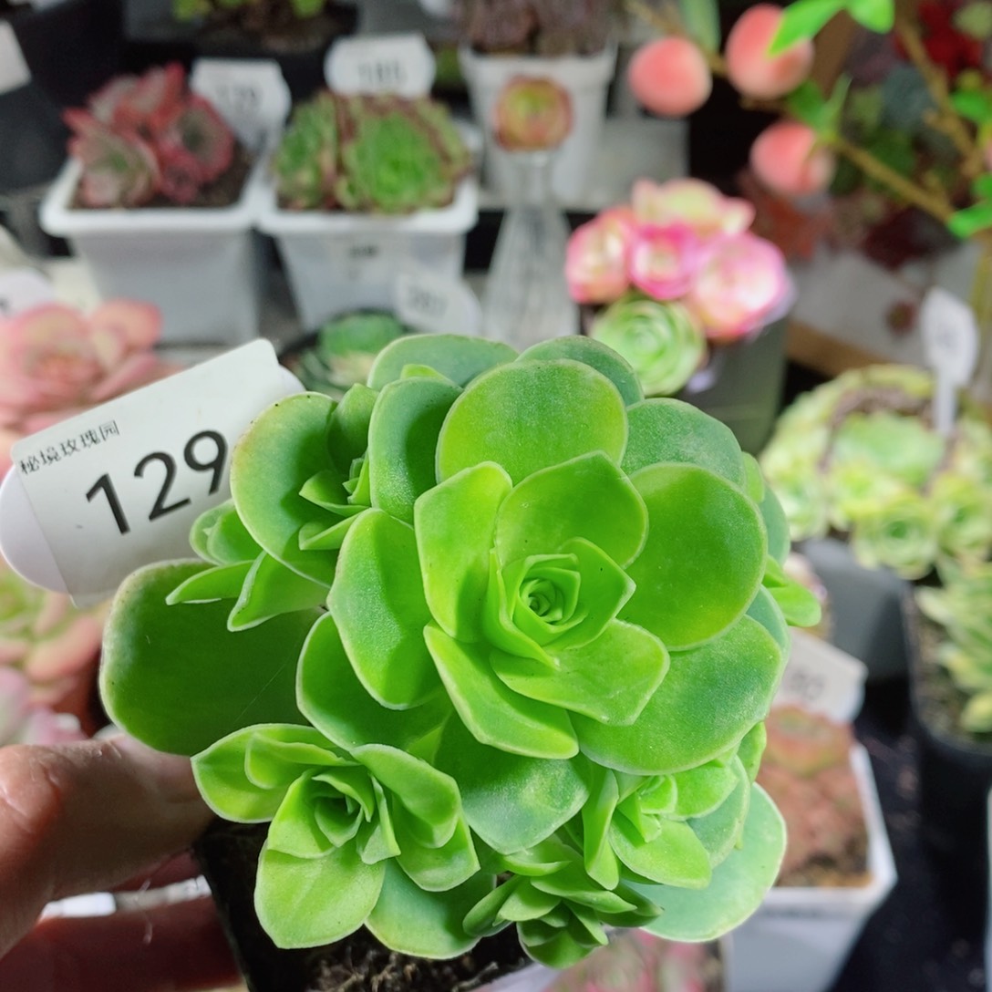 129水蜜桃季节锦 一物一拍