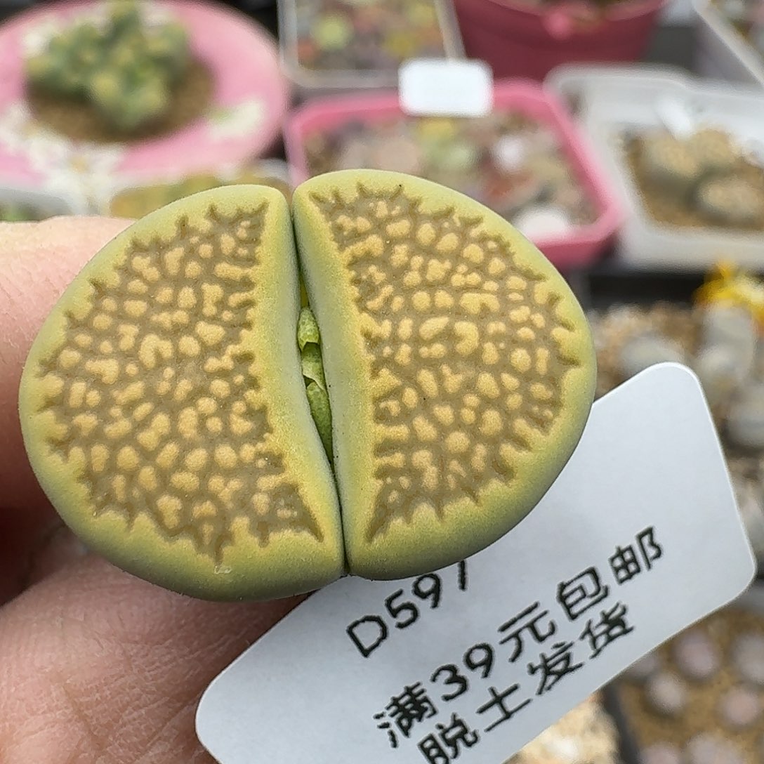 597多肉哈哈哈哈哈哈