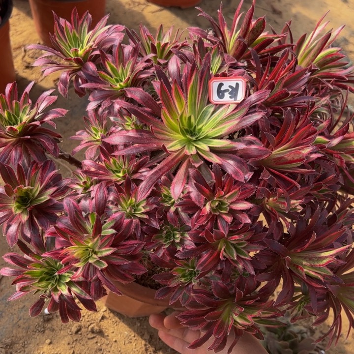 微瑕凤凰锦多肉植物6-31