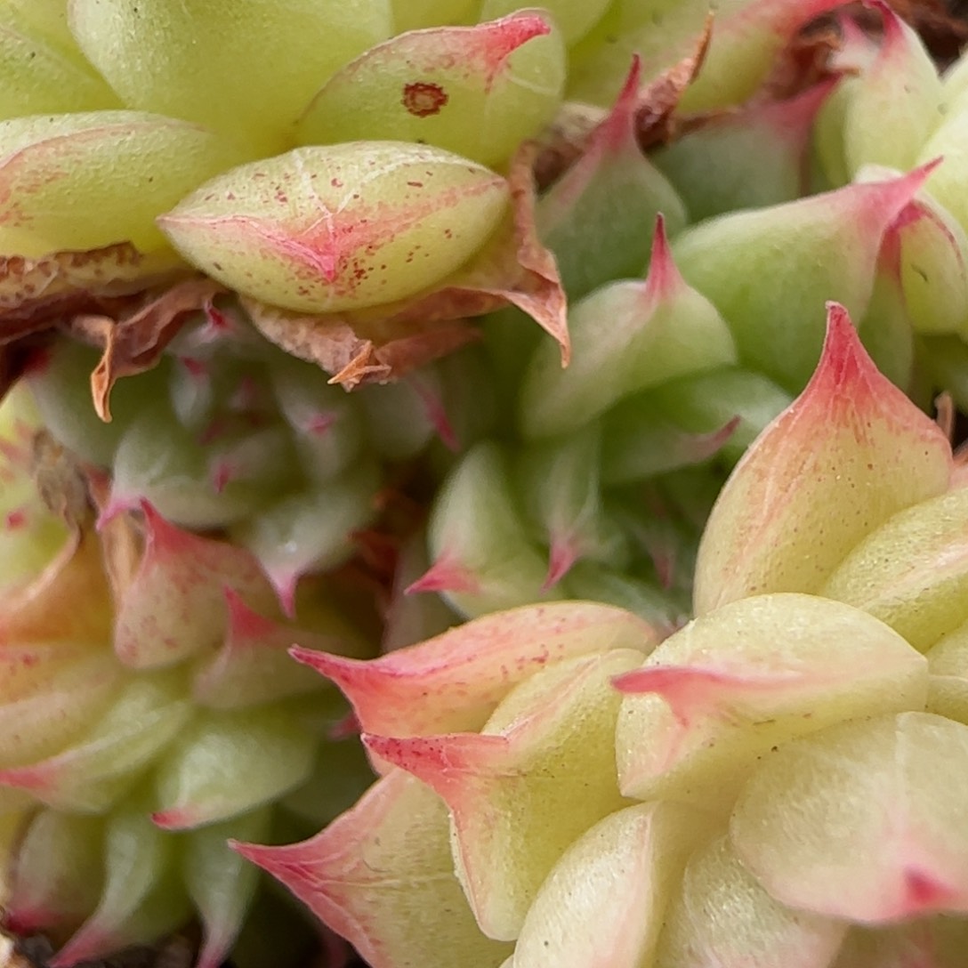 花语逸镜0208-122