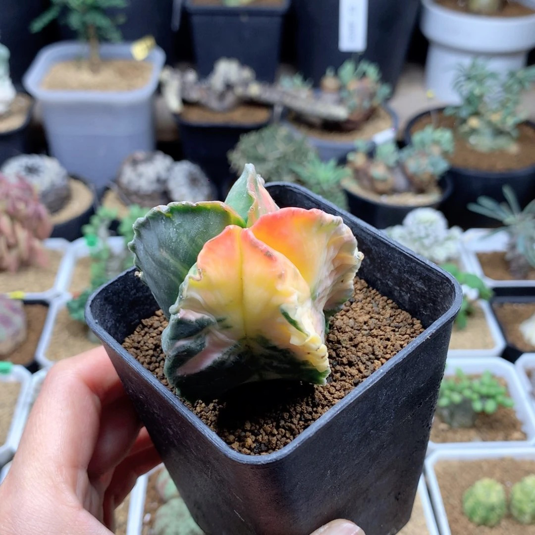 实生鸾凤玉锦带盆5cm福利