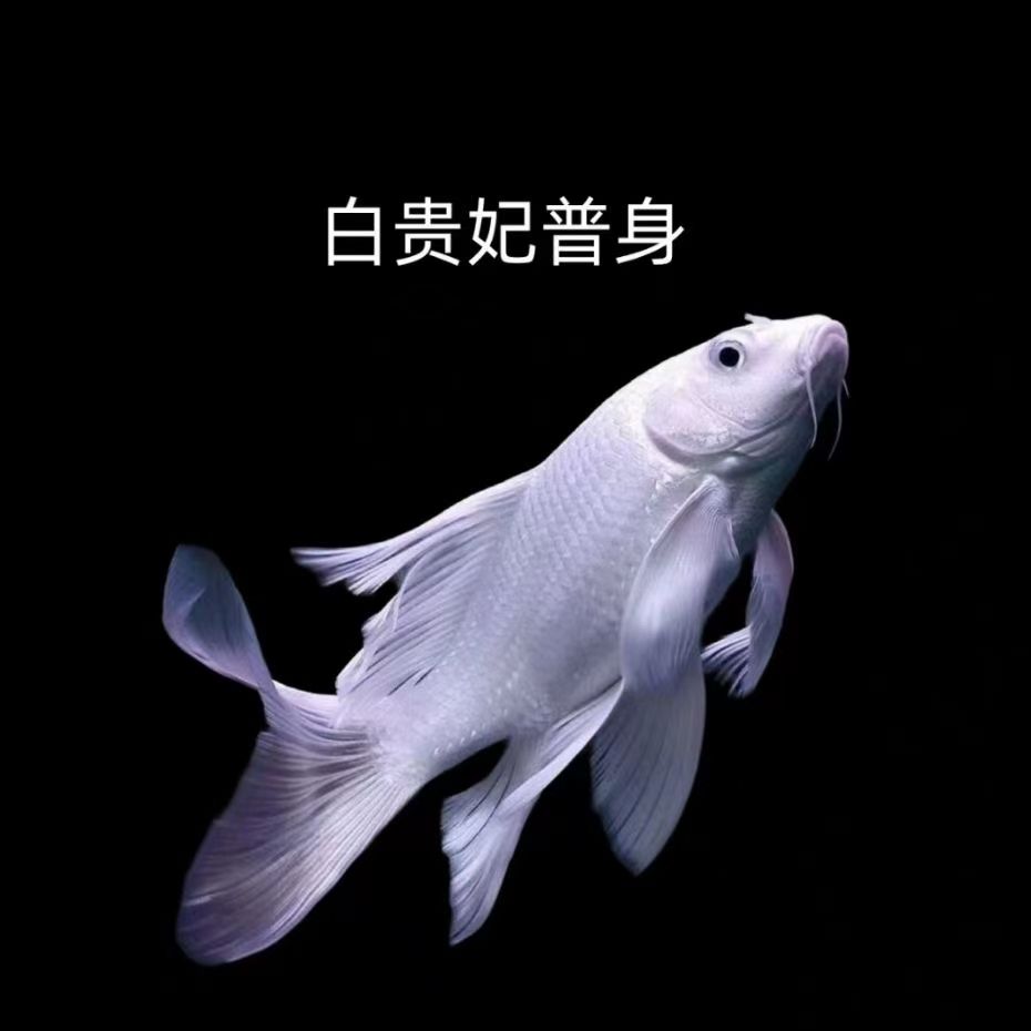 精品蝴蝶鲤鱼台系纯种贵妃体白色普身观赏鱼养殖饲养活体发货养殖