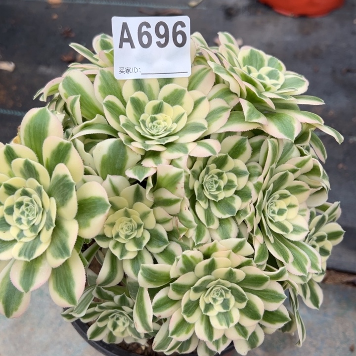 696迈巴赫朵朵20厘米左右