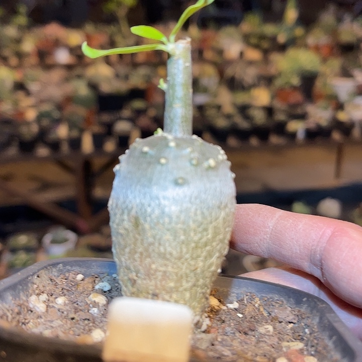 满38包邮2天凑单，脱土晾根发货多肉植物火星人