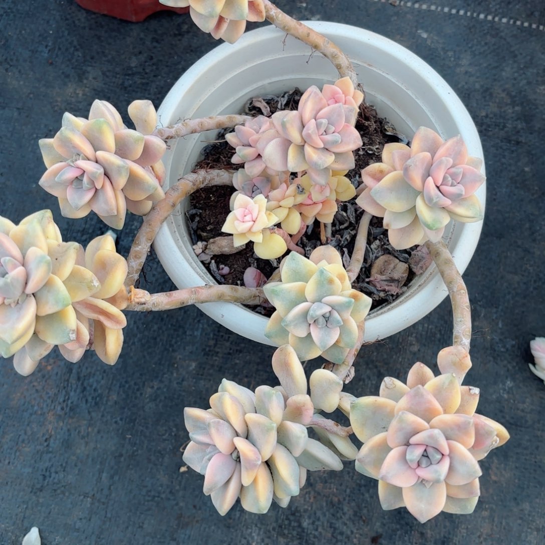 小*子美杏锦30-68。          