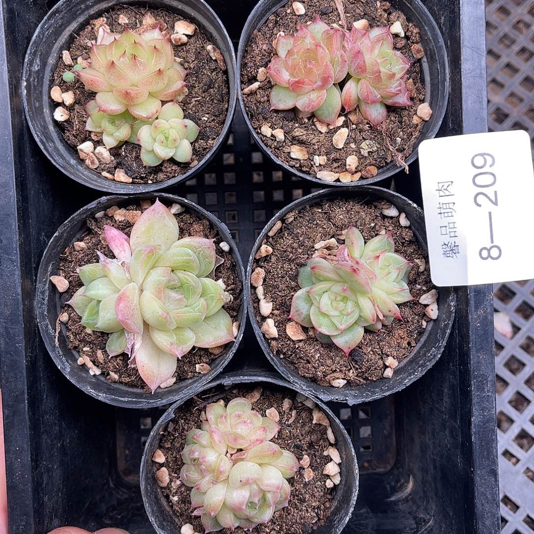 多肉一物一拍8-209