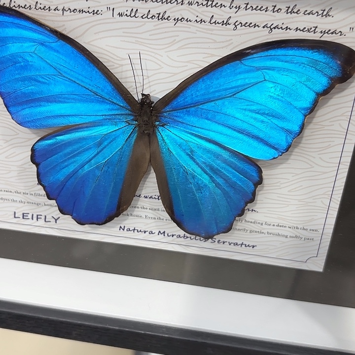 0***7蝴蝶标本定制483@