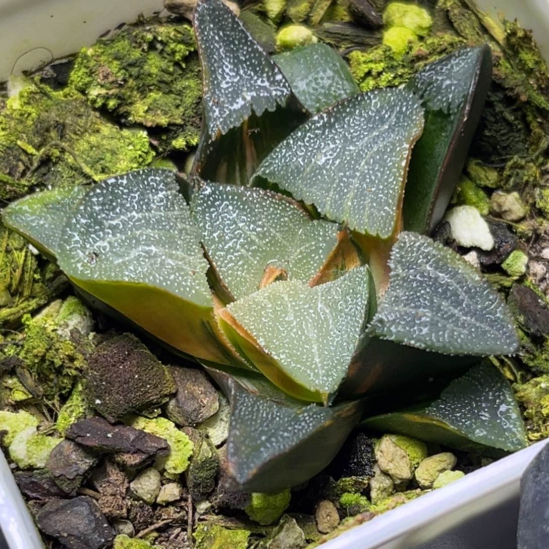 十二卷多肉植物2923巨人兵